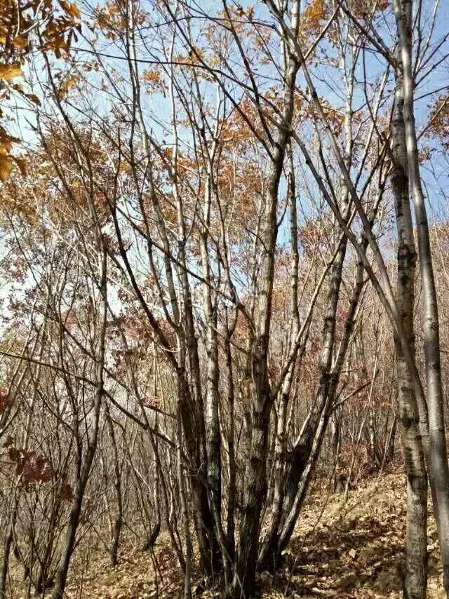 丛生蒙古栎