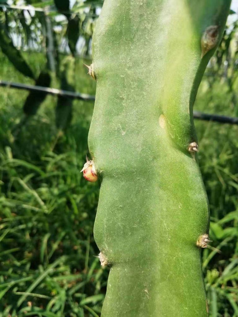 红心火龙果苗