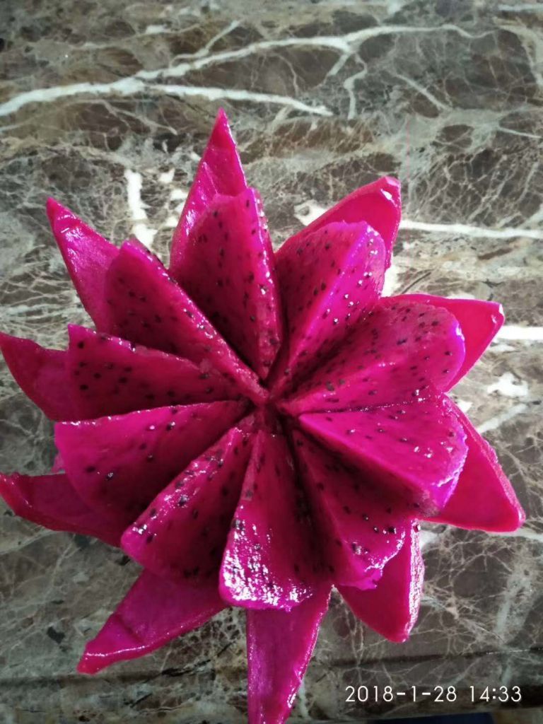 红心火龙果苗
