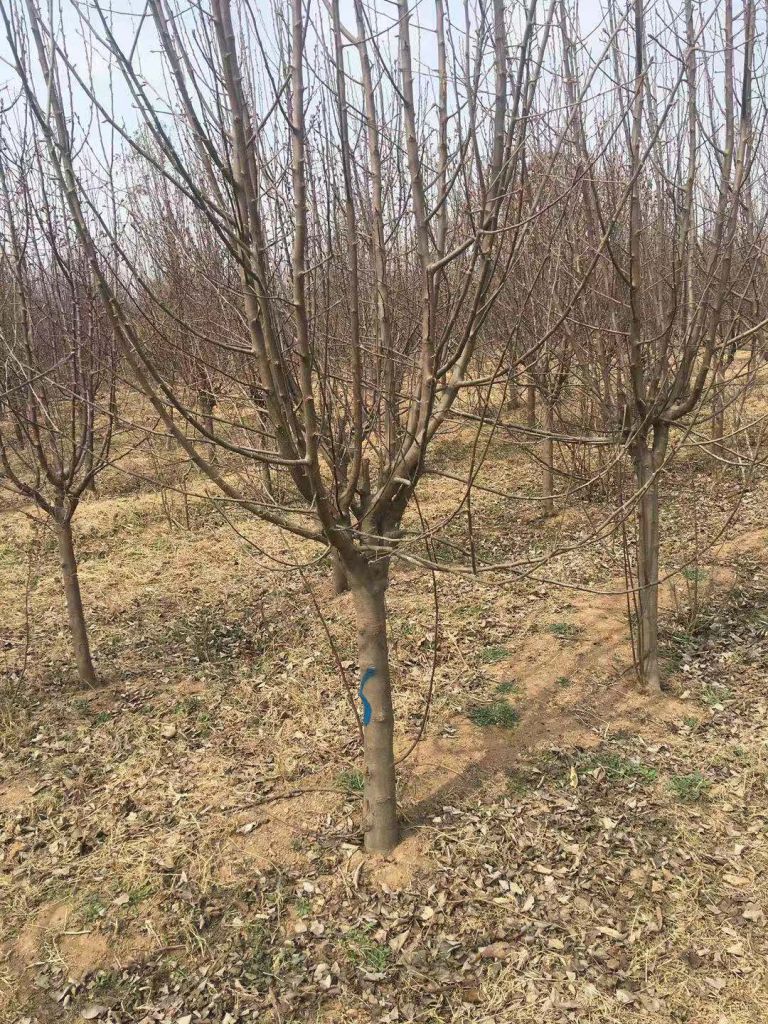 绚丽海棠