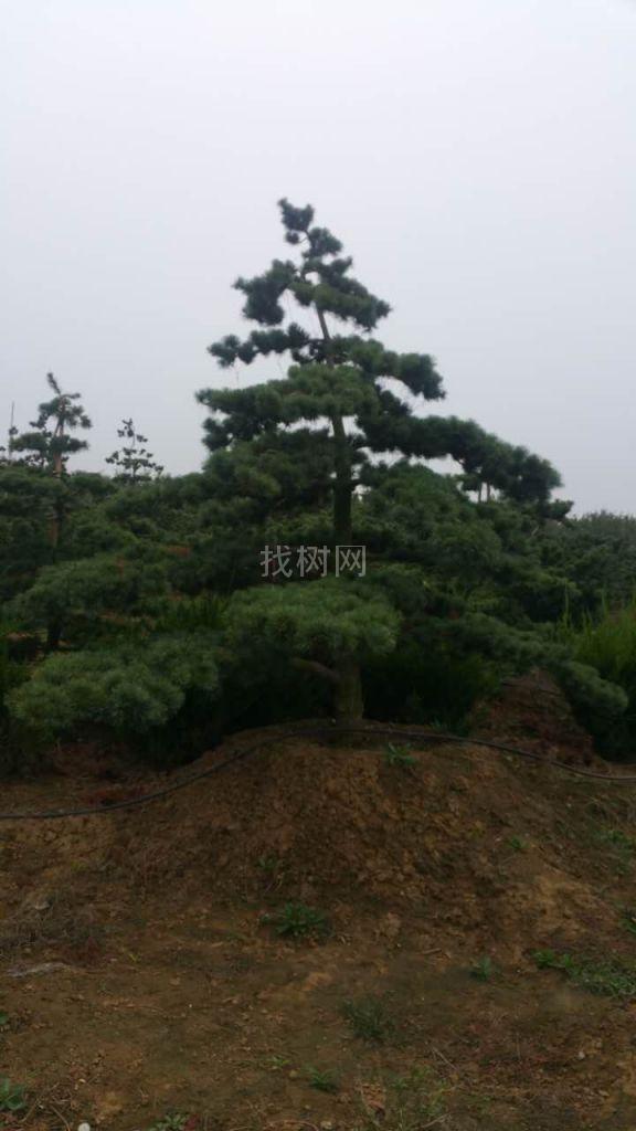 造型五针松