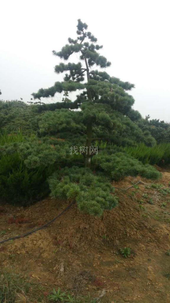 造型五针松
