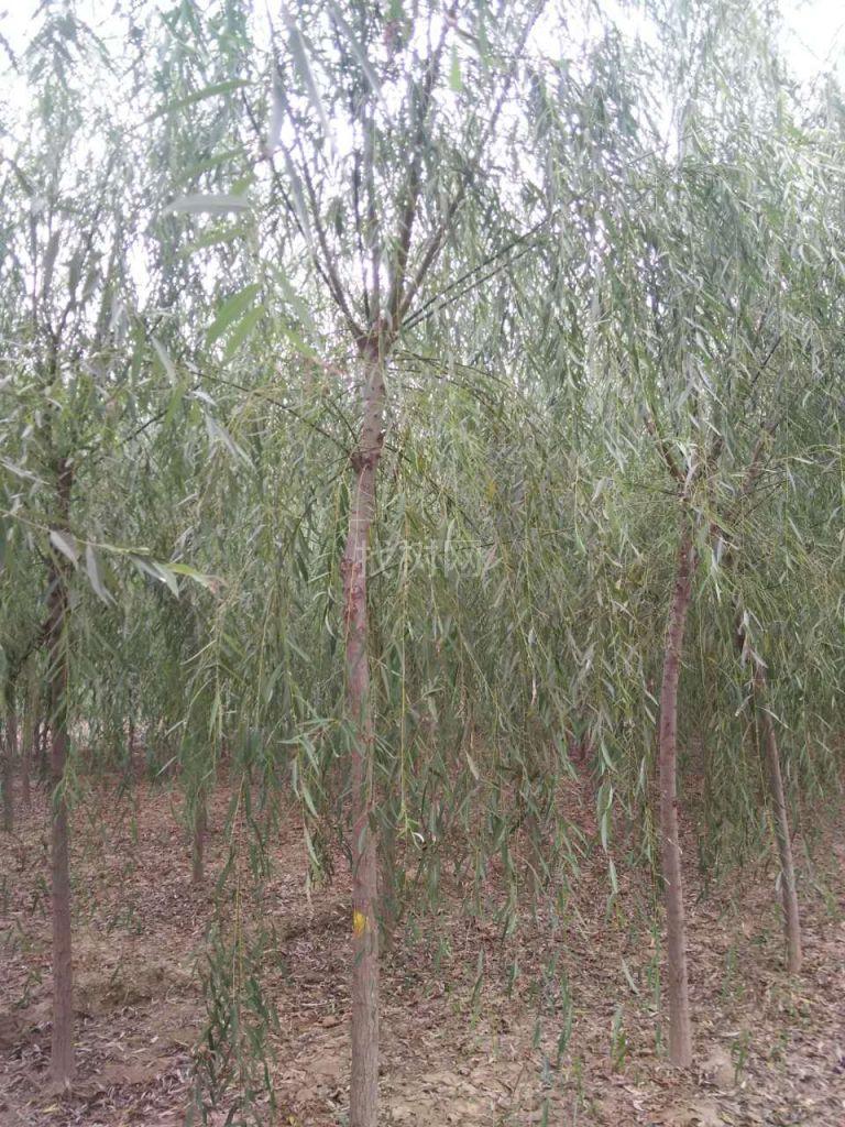 垂柳