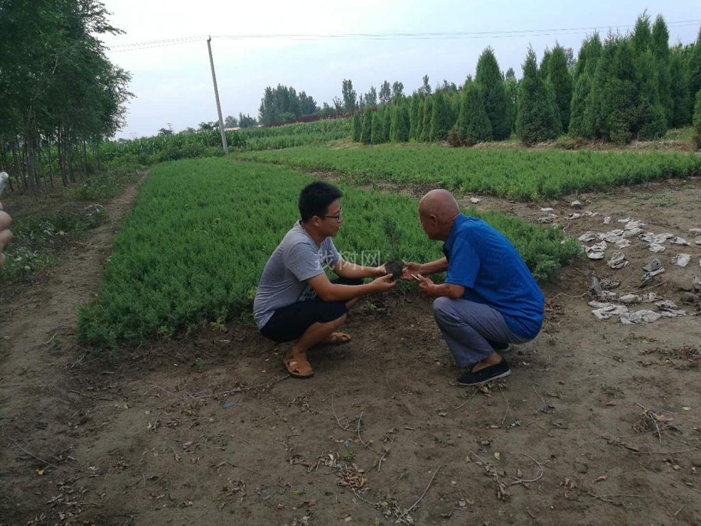 望都塔桧营养杯苗