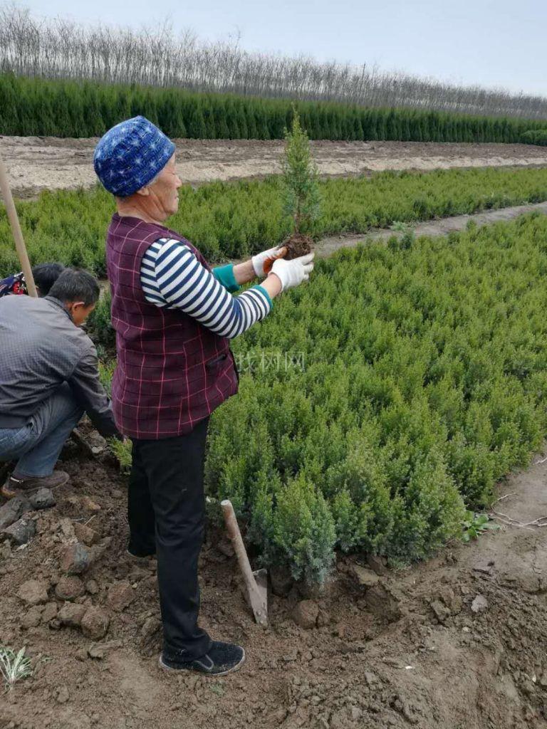 望都塔桧营养杯苗