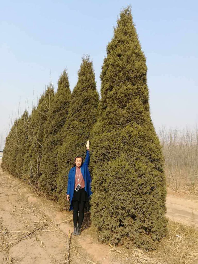望都塔桧刺柏