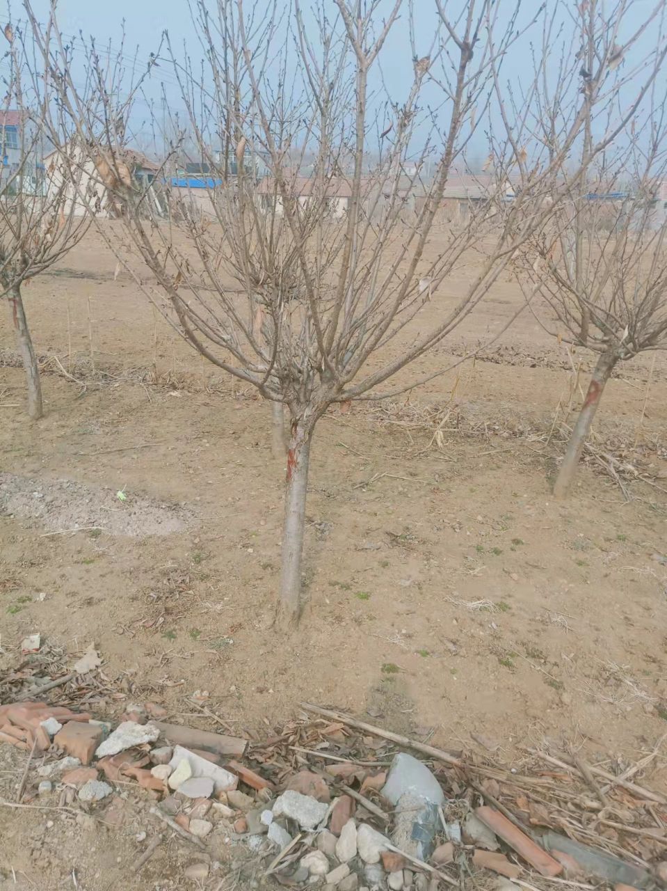 樱花