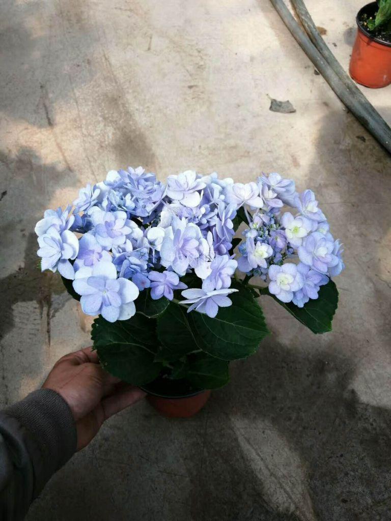 绣球