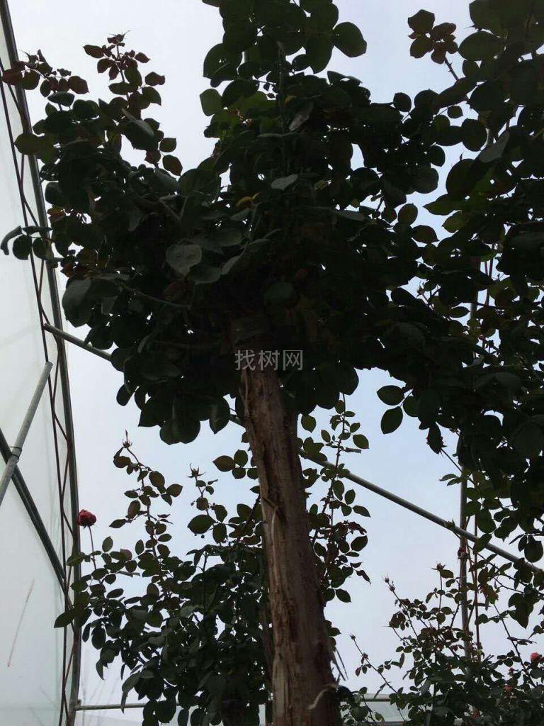 树桩月季