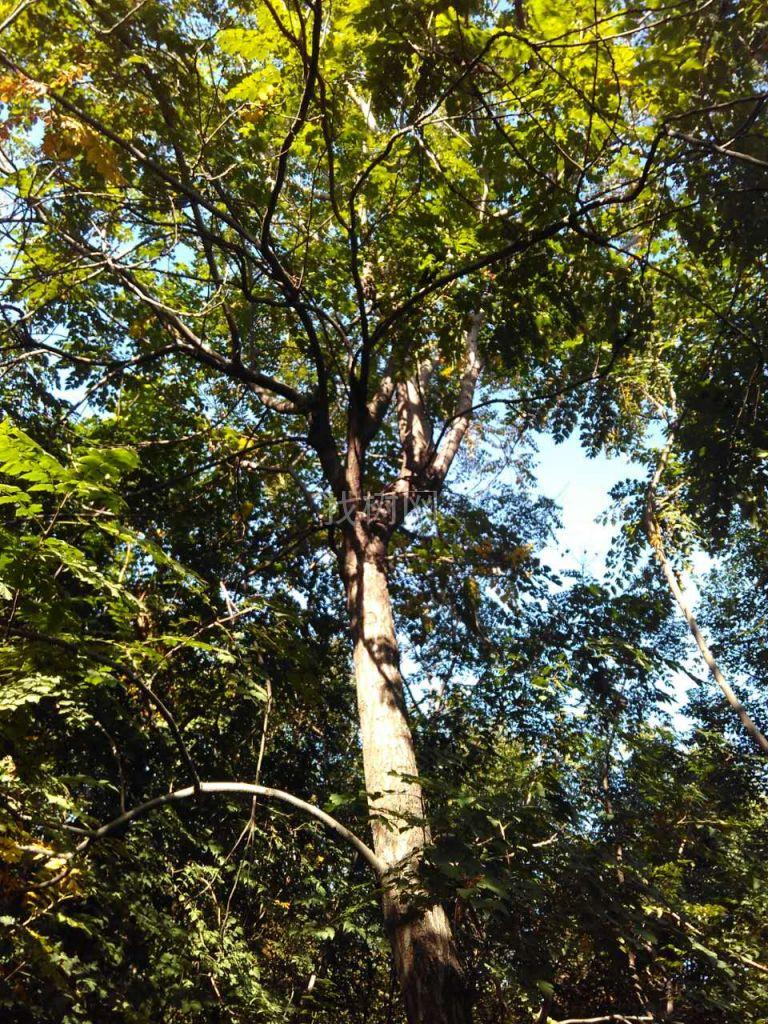 栾树