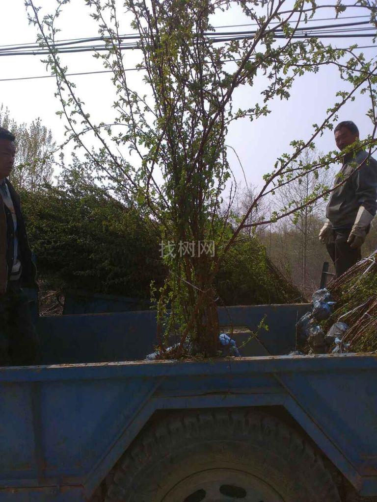 丛生黄刺梅