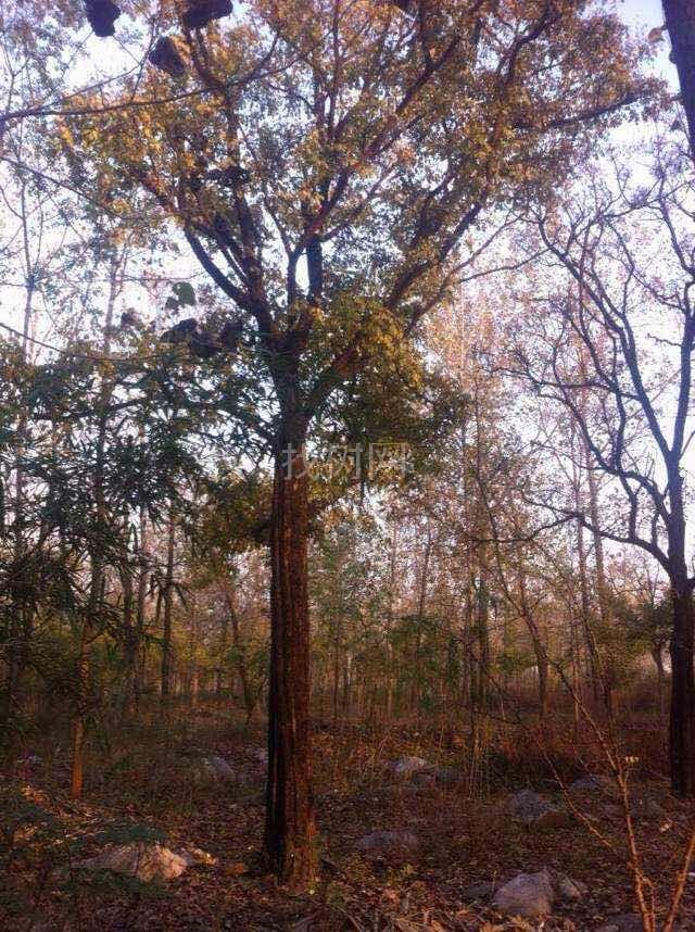 黄檀