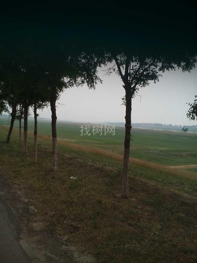 白蜡