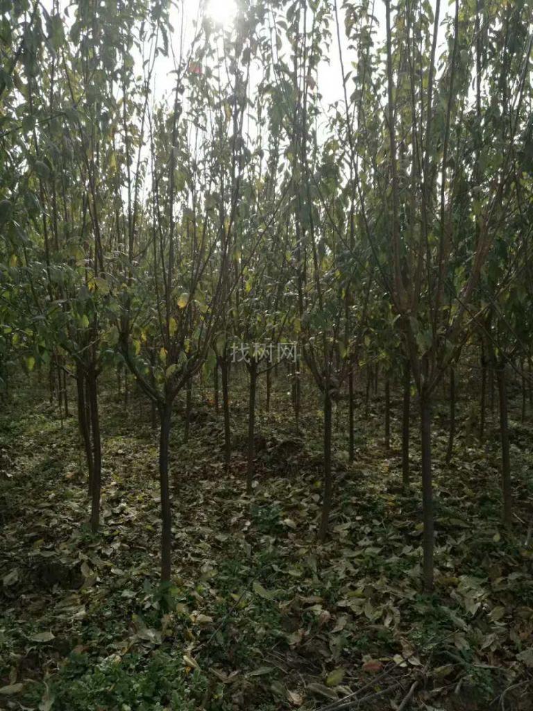 李子树