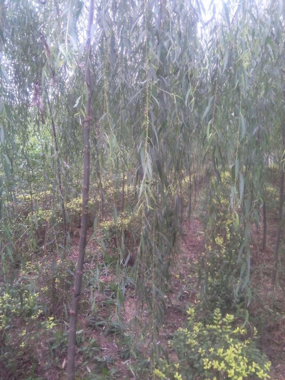 垂柳