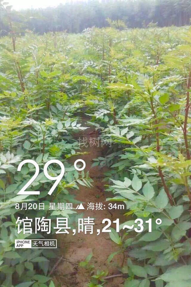 花椒苗