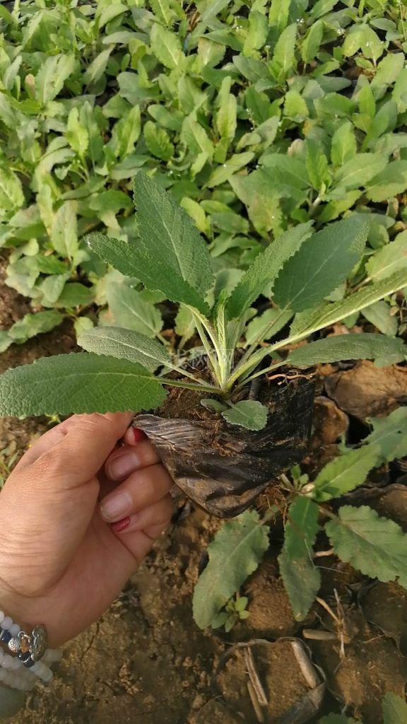 蓝花鼠尾草
