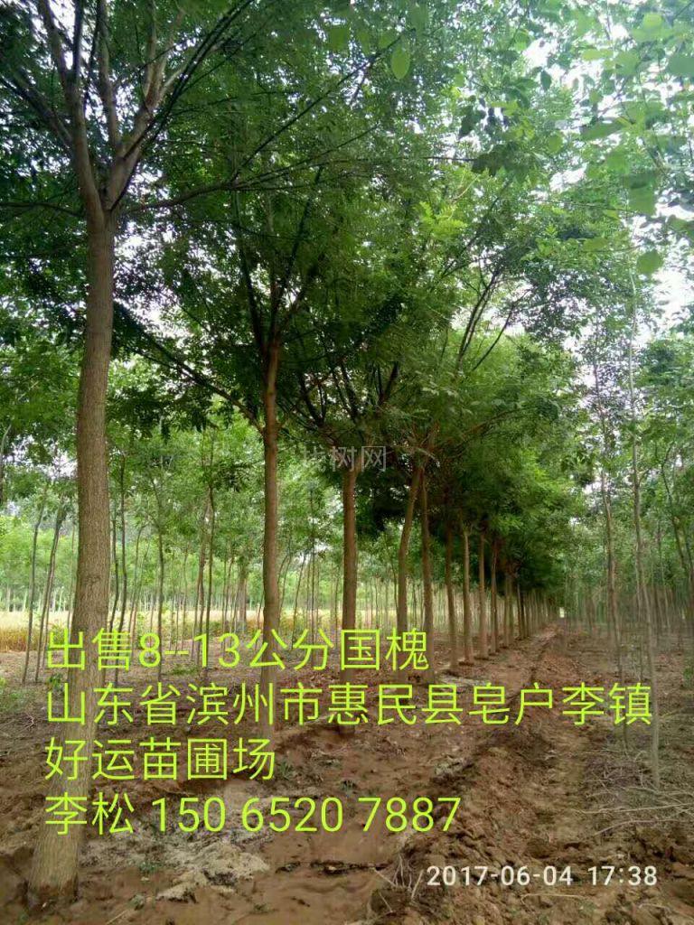 白蜡