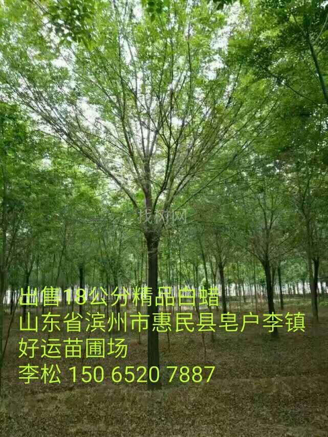 白蜡