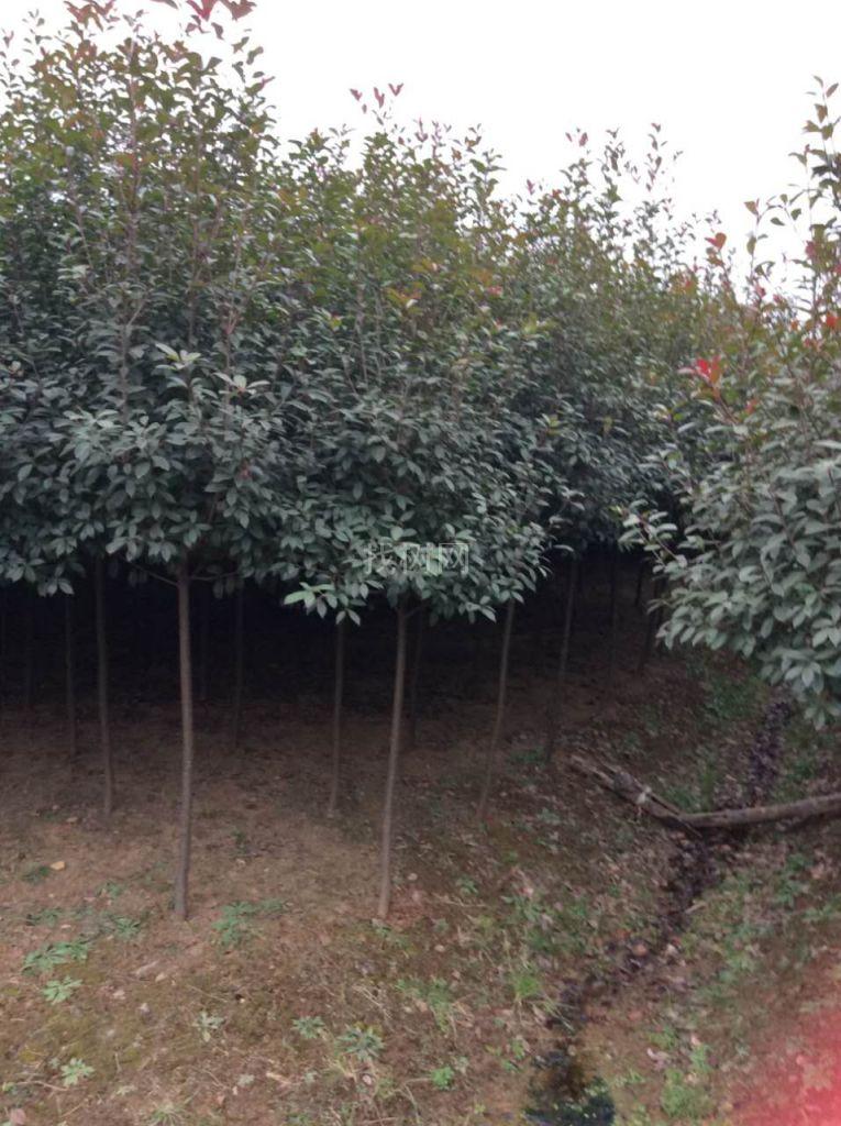 高干红叶石楠