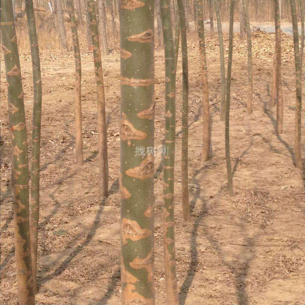 垂柳