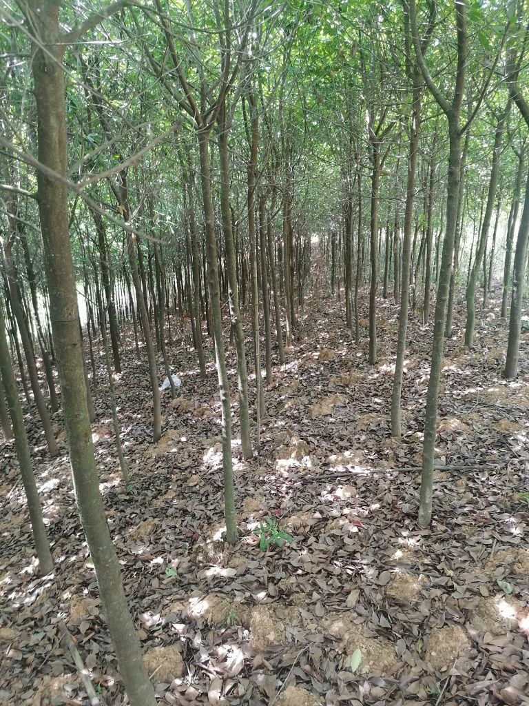球花石楠
