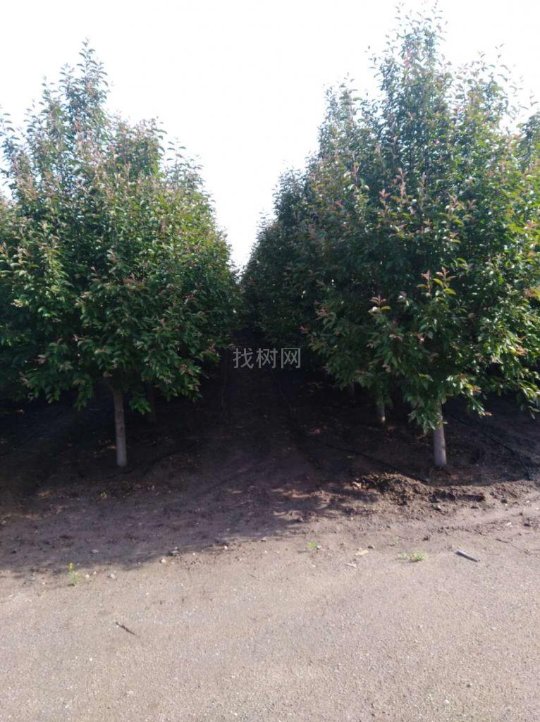绚丽海棠