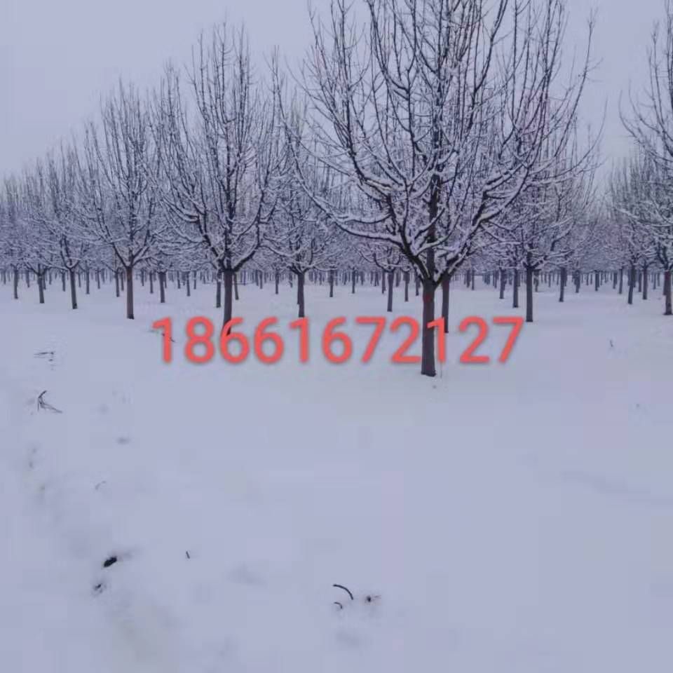 绚丽海棠