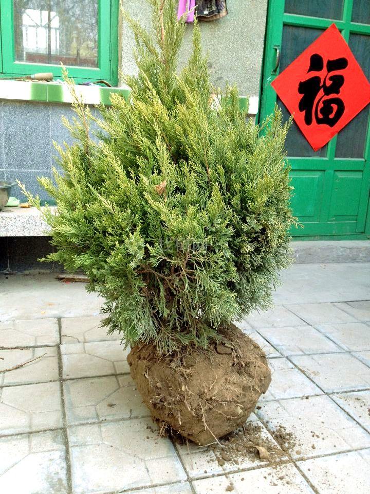 小龙柏