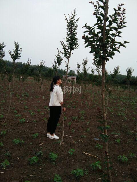 美国红火球紫薇