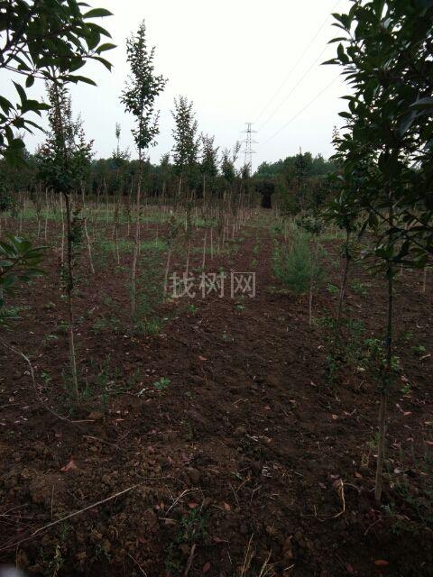 美国红火球紫薇