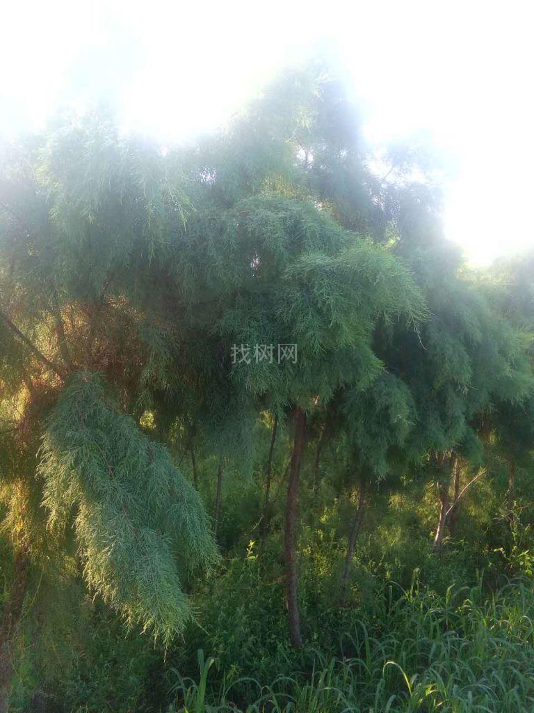 盐松