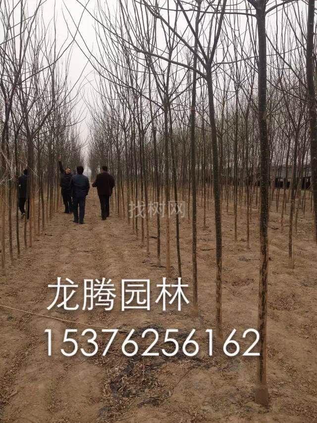 速生国槐