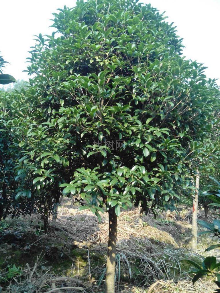 金桂