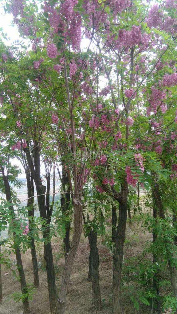 香花槐