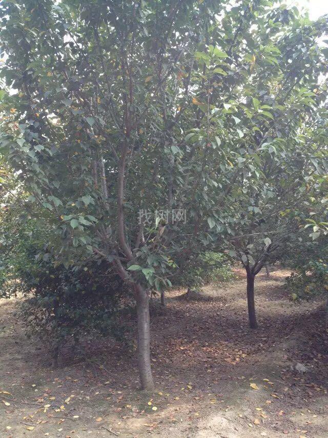 碧桃