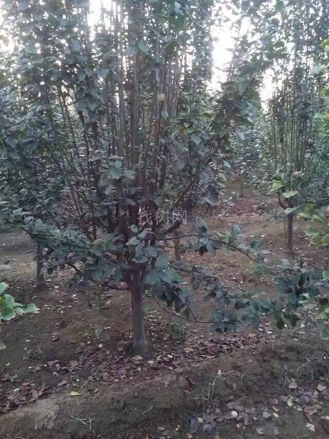 碧桃