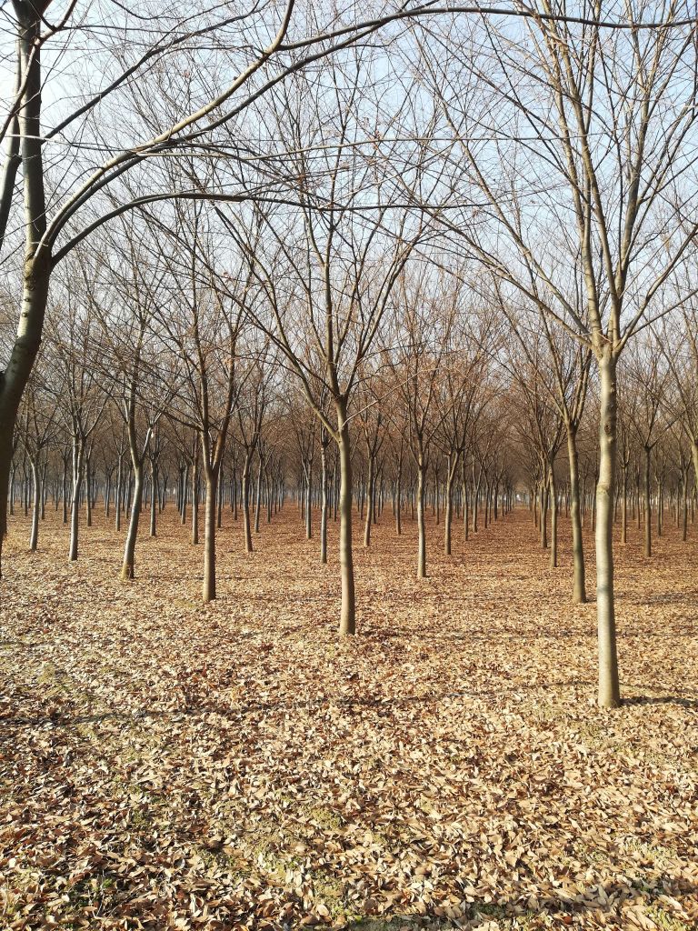 榉树