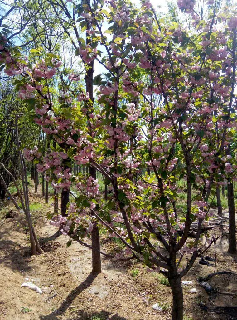樱花