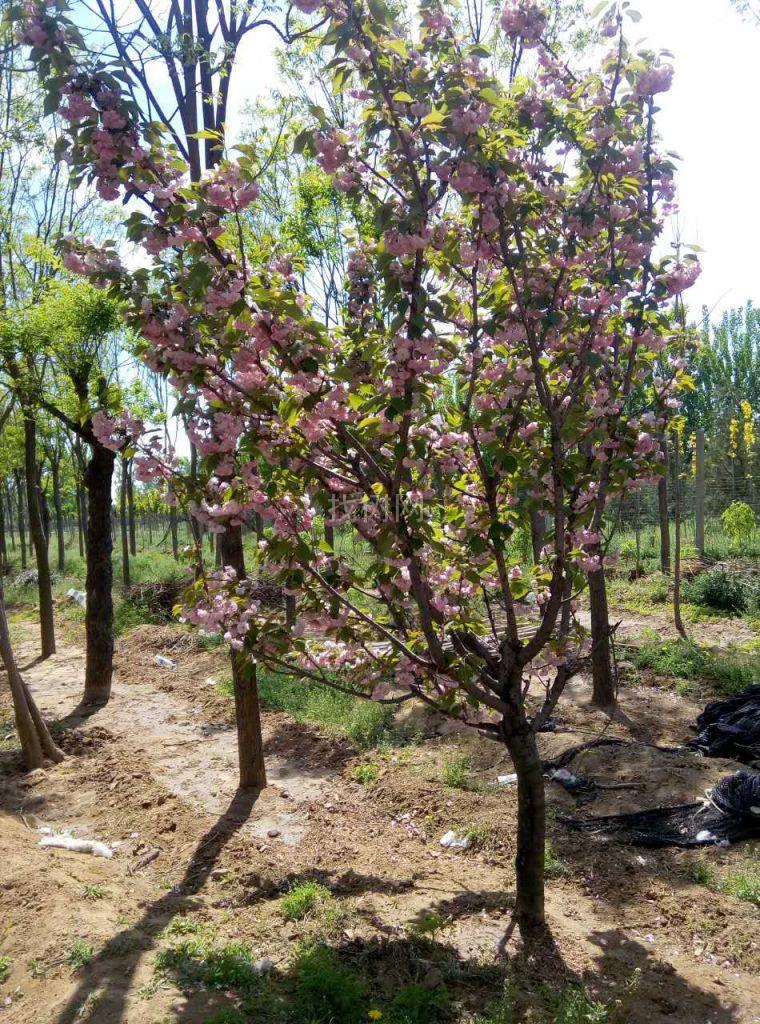 樱花