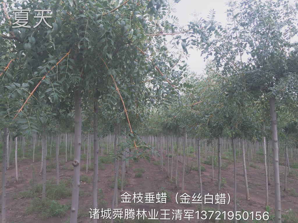 金枝白蜡