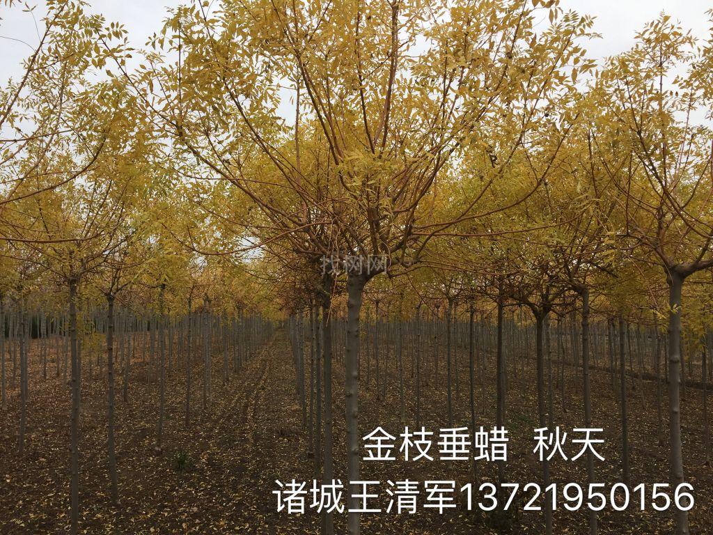 金枝白蜡