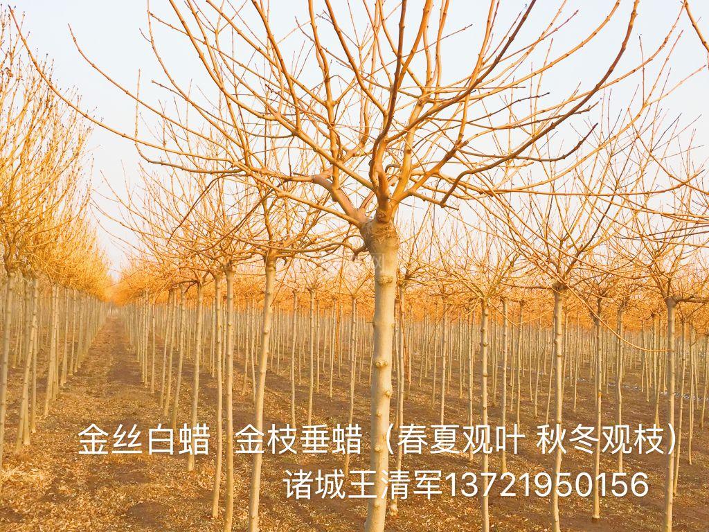 金枝白蜡