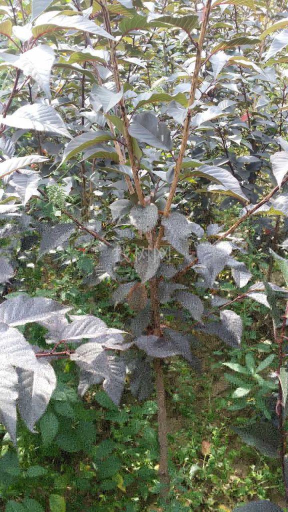 红叶樱花定干苗（2年