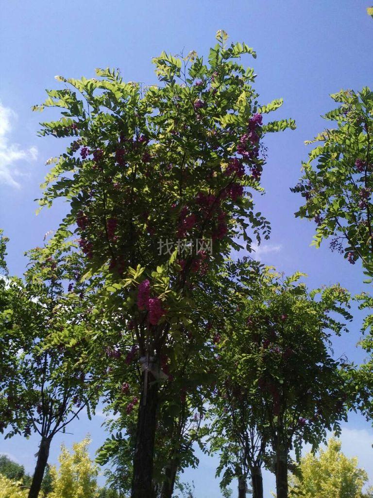 香花槐