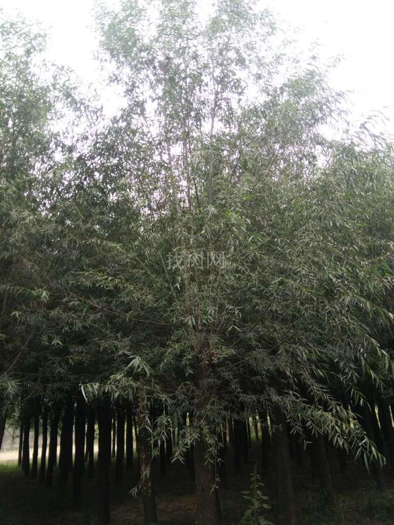 柳树
