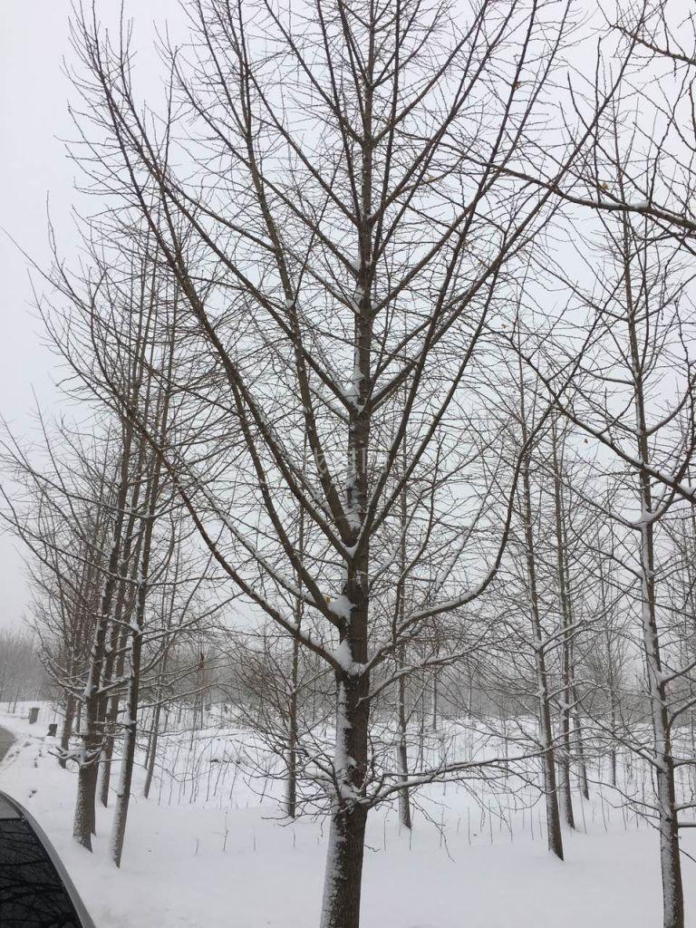 银杏