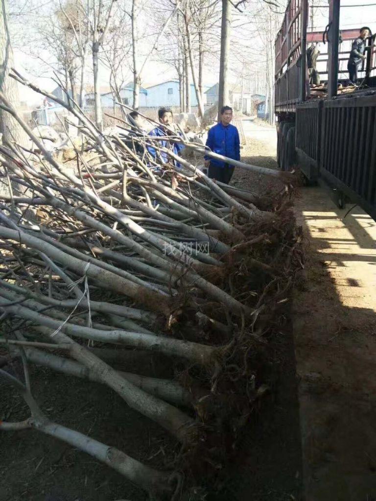 核桃树