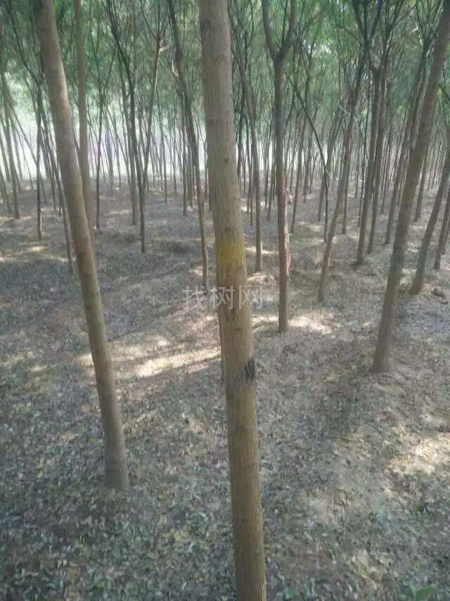 速生国槐