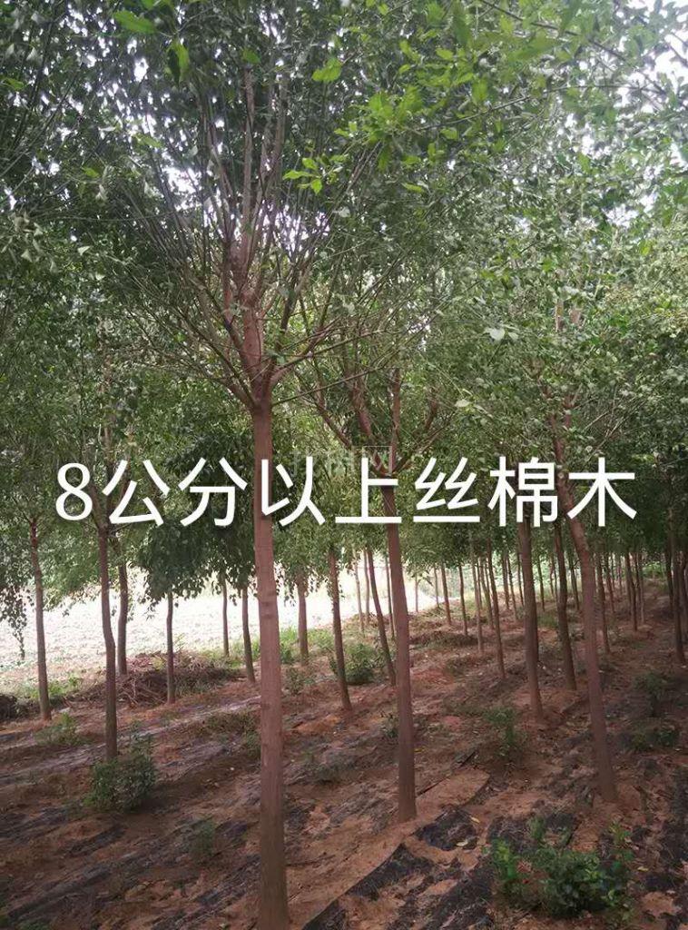 丝棉木